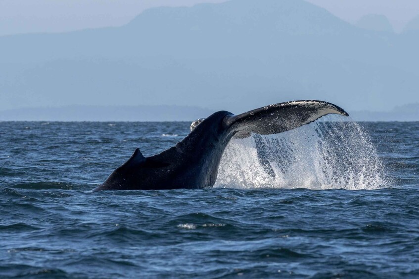 A whale breaching with water splashing around it. 5