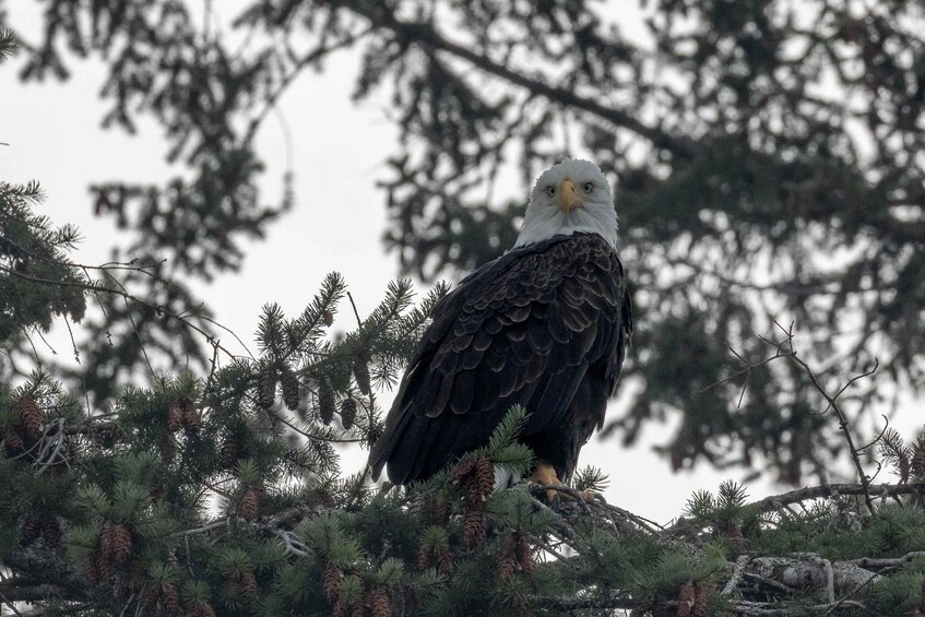 A bald eagle perched on a tree branch surrounded by pine cones and pine needles. 2