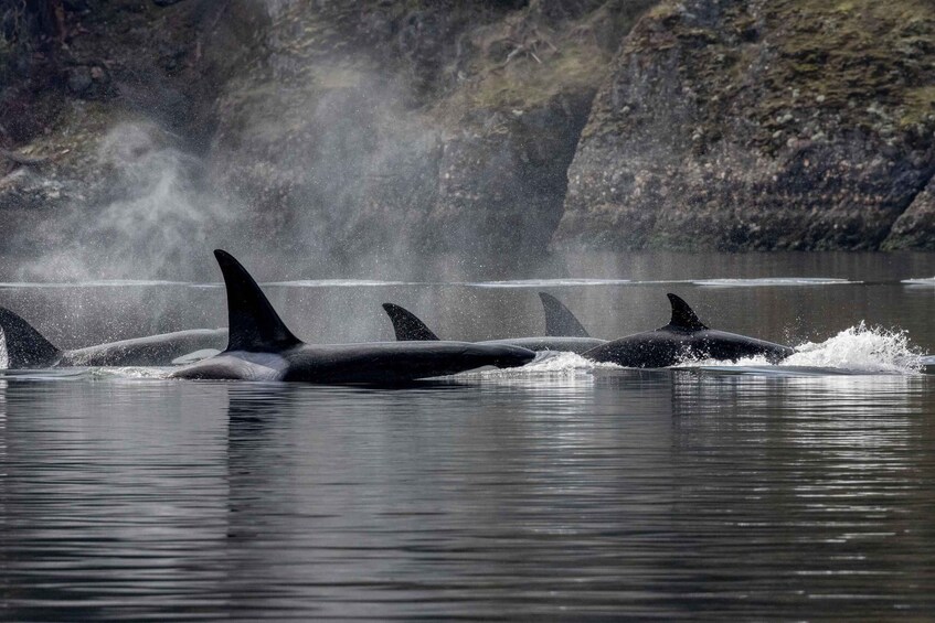Orcas swimming in a body of water with a rocky shoreline in the background. 4