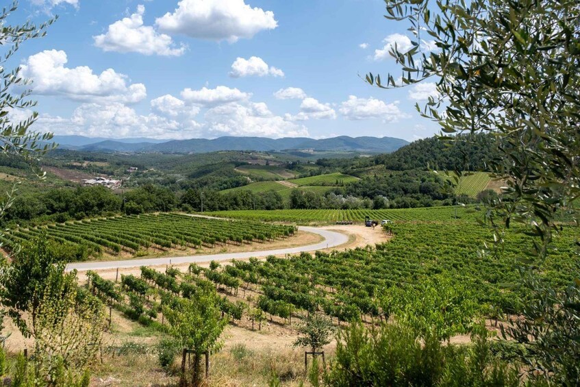 A vineyard with rows of grapevines, a winding road, and rolling hills in the background. 5