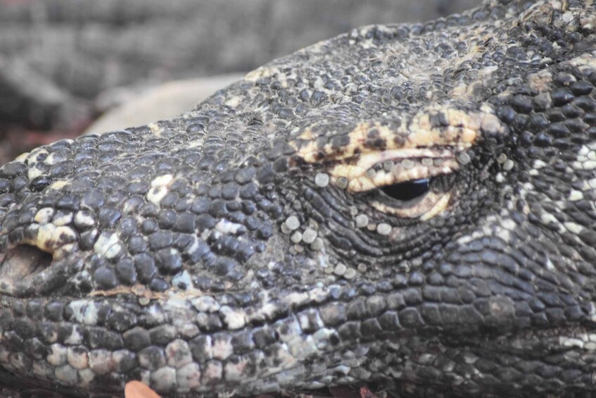 A close-up of a reptile's textured skin and eye. 1