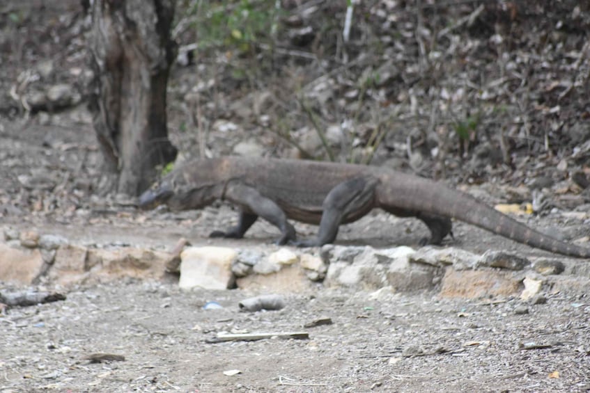 A large monitor lizard walking on a dirt path with rocks and a tree in the background. 2