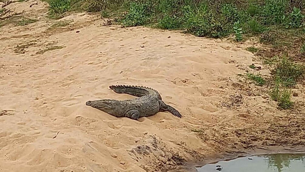 A crocodile lying on sandy terrain near a water body. 3