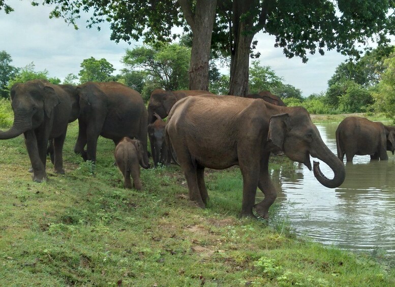 A herd of elephants by a water body, surrounded by trees and greenery. 1