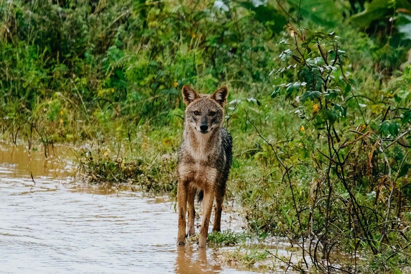 A wild dog standing in a muddy water crossing. 5