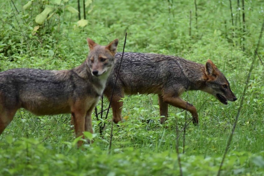 Two wolves in a grassy field. 4