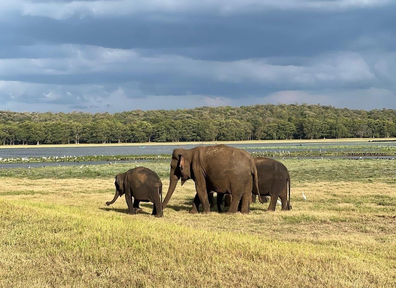 A group of elephants in a grassy field with a lake and trees in the background. 3