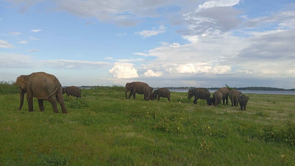 A herd of elephants grazing in a grassy field with a lake and cloudy sky in the background. 4