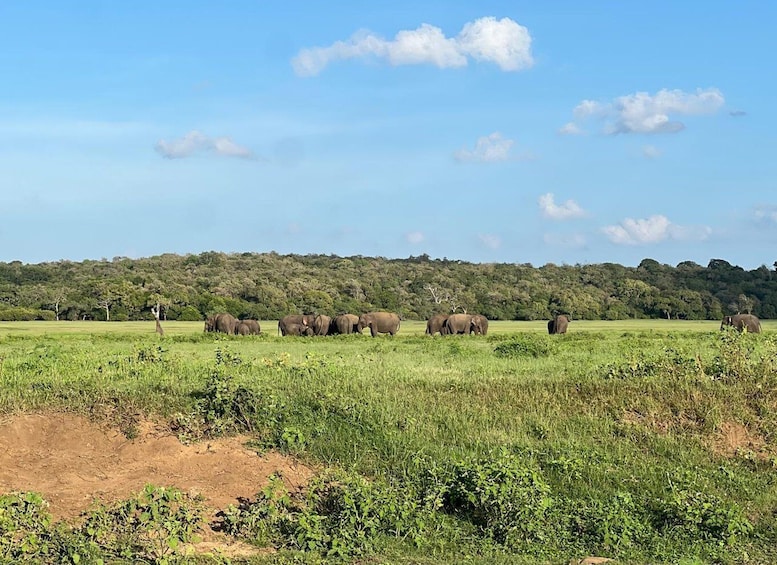 A herd of elephants in a grassy savannah with a forested hill in the background. 2