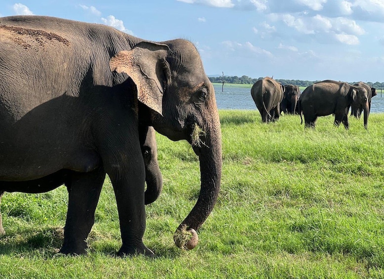 A herd of elephants grazing in a grassy field near a body of water. 5