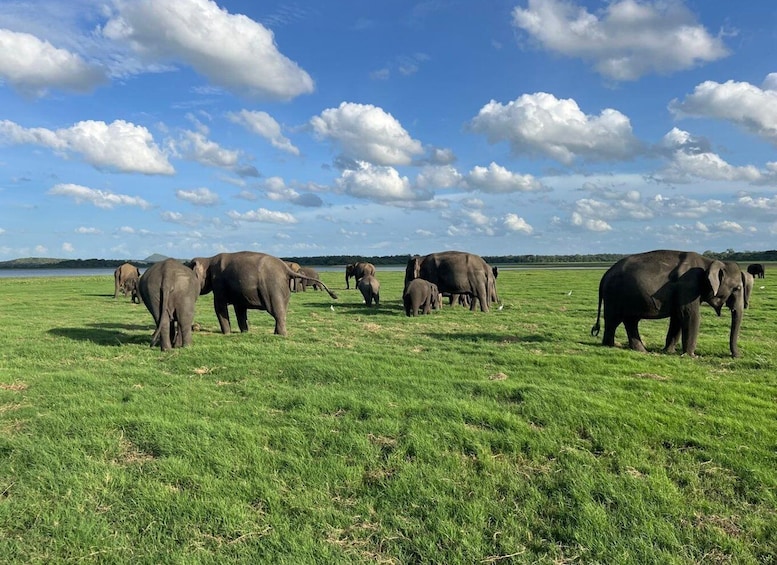 A herd of elephants in a grassy field with a clear sky. 1