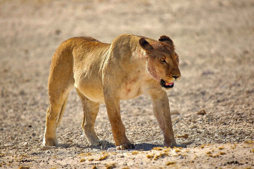 A lion walking on a dry, sandy terrain. 2