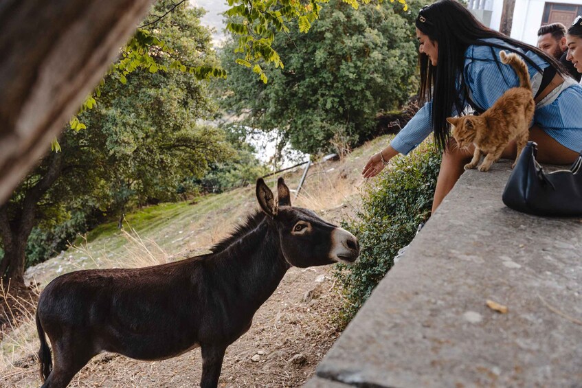 A donkey standing on a dirt path with greenery in the background. 4