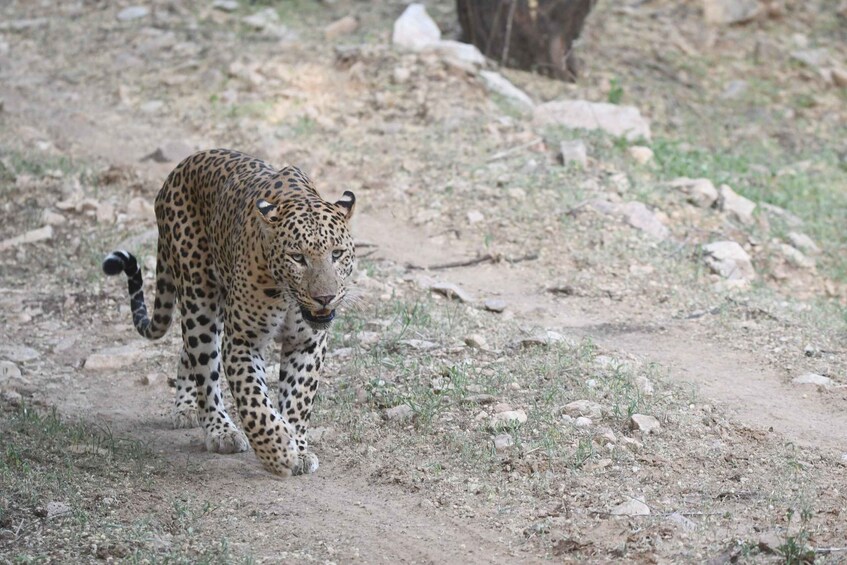 A leopard walking on a dirt path. 5