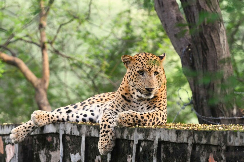 Jaipur: Jhalana Leopard Safari Tour 1