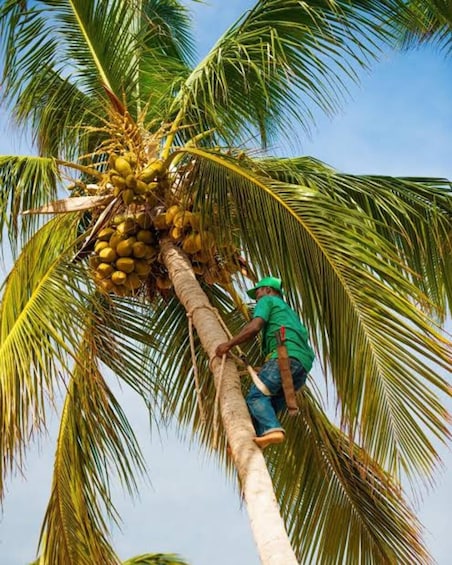 A person climbing a palm tree to harvest coconuts. 5