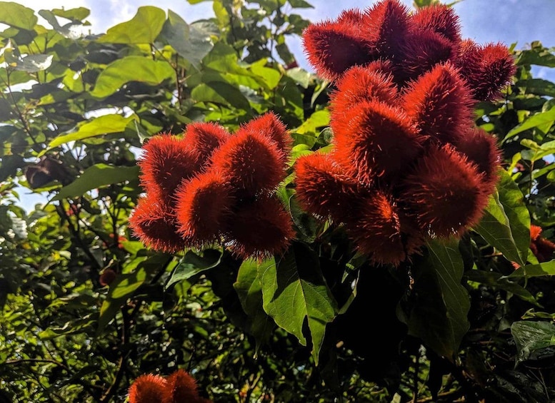 Red spherical flowers with spiky textures amidst green foliage. 4