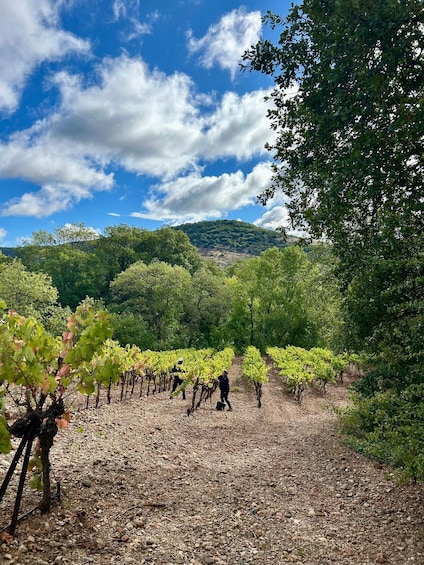 A vineyard with rows of grapevines under a clear sky. 2