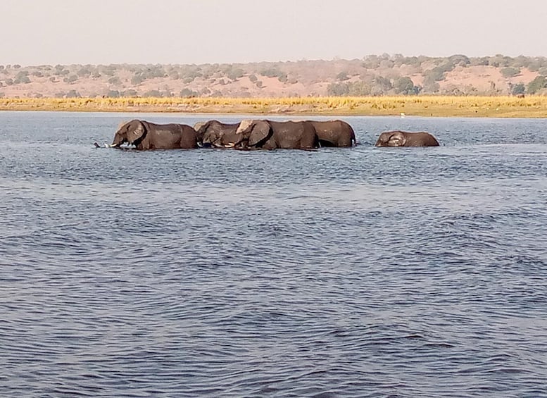 A group of elephants in a river. 2