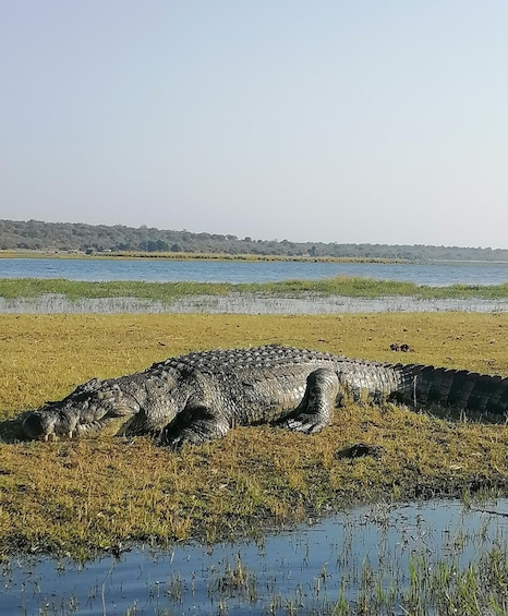 A crocodile resting in a grassy area near a water body. 1