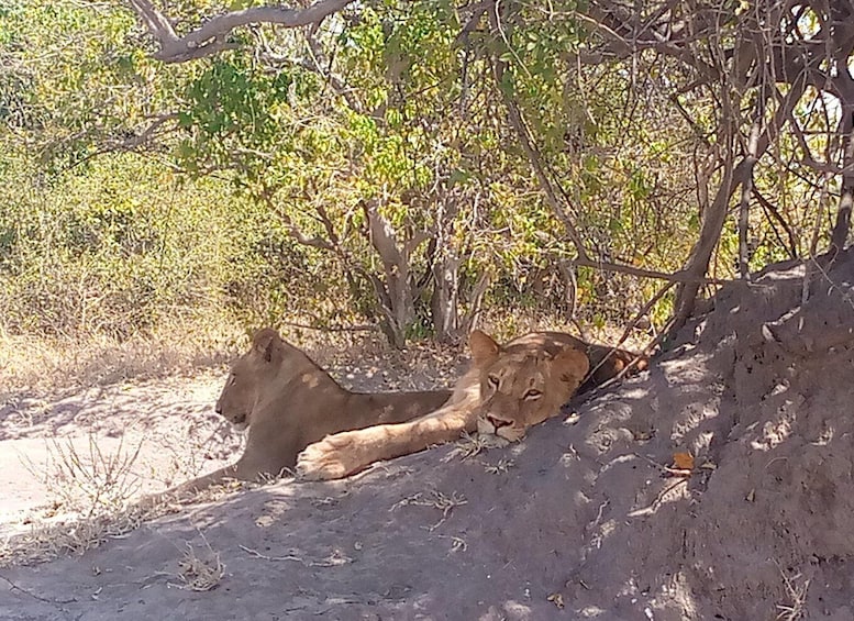 Two lions resting under a tree in a dry, grassy area. 3