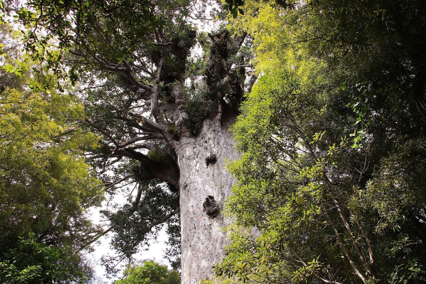 A tall tree with a rough bark texture and several small holes in its trunk. 1
