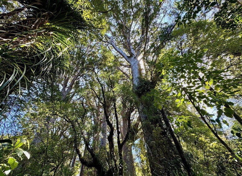 A dense forest with tall trees and lush green foliage. 4