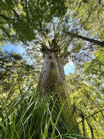 A large tree with a wide trunk and dense foliage. 2