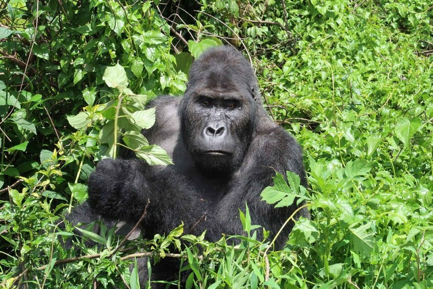 Picture 3 for Activity From Kigali: 4-Day Gorilla and Chimps Trekking Safari 3