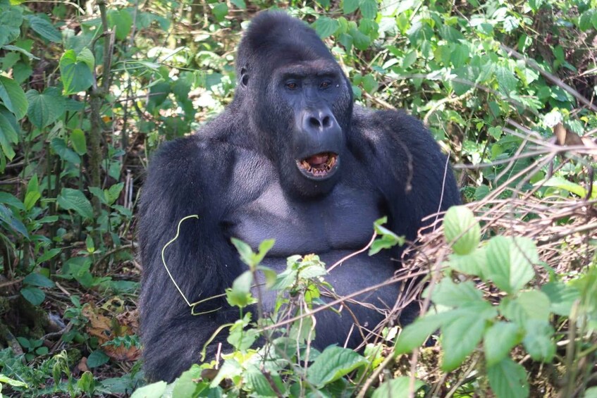 Picture 4 for Activity From Kigali: 4-Day Gorilla and Chimps Trekking Safari 5