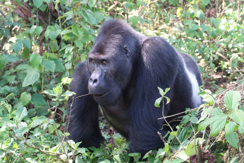 Picture 5 for Activity From Kigali: 4-Day Gorilla and Chimps Trekking Safari 4