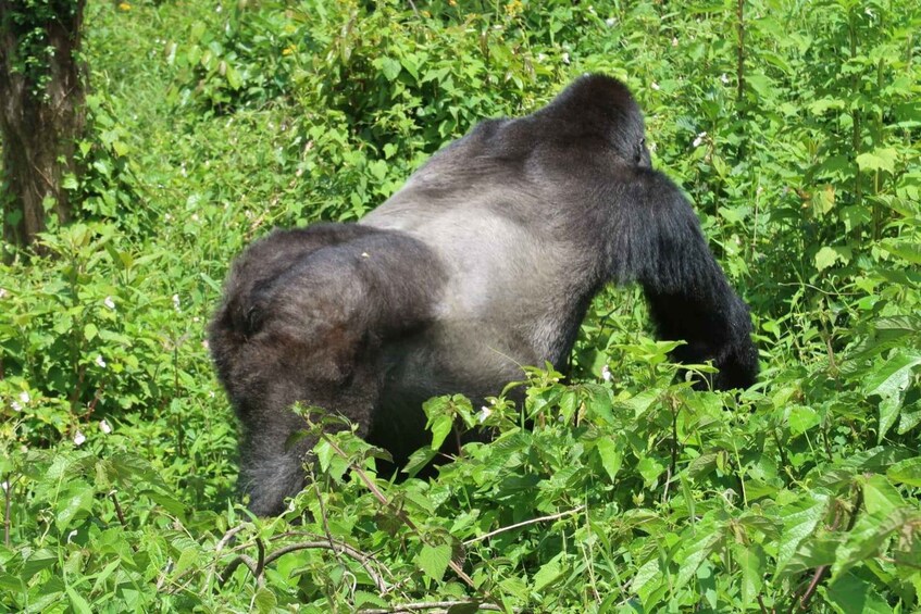 Picture 1 for Activity From Kigali: 4-Day Gorilla and Chimps Trekking Safari 2