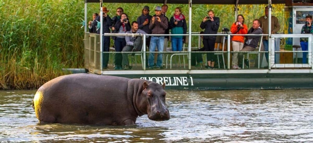 A hippopotamus in water with people observing from a boat. 3