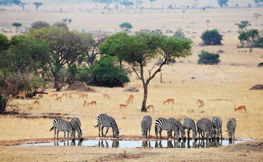 Zebras drinking water from a puddle in a savannah landscape with sparse trees and grazing antelopes. 2