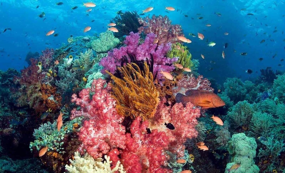 A vibrant coral reef with diverse marine life, including fish and a shark. 4