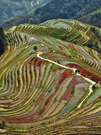 Terraced rice fields with a winding path and people walking. 4