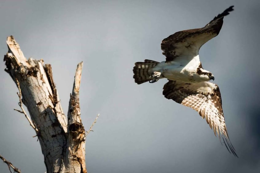 Picture 4 for Activity Denver: Birding Basics and Beyond 3