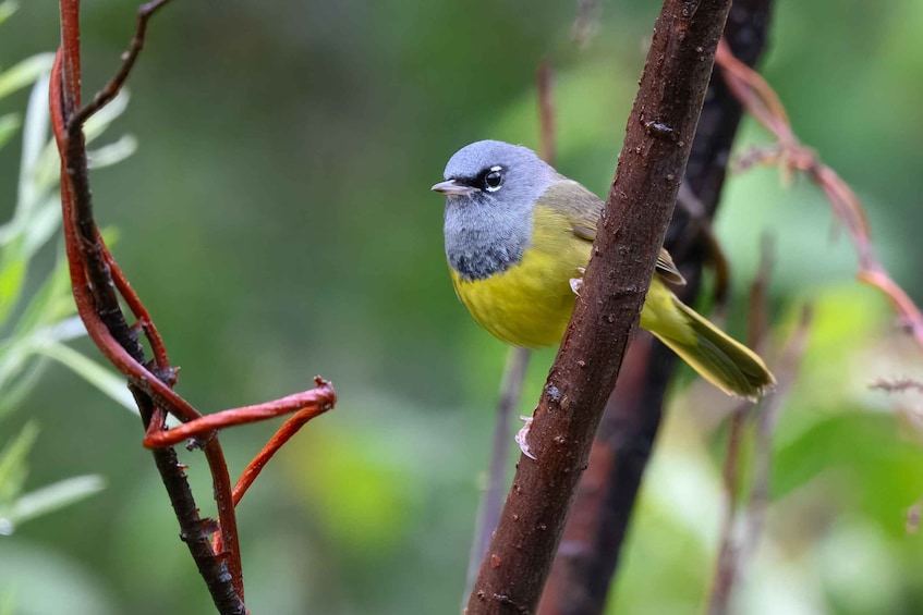 Denver: Birding Basics and Beyond 1