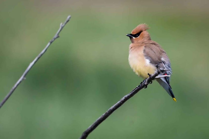Picture 2 for Activity Denver: Birding Basics and Beyond 4