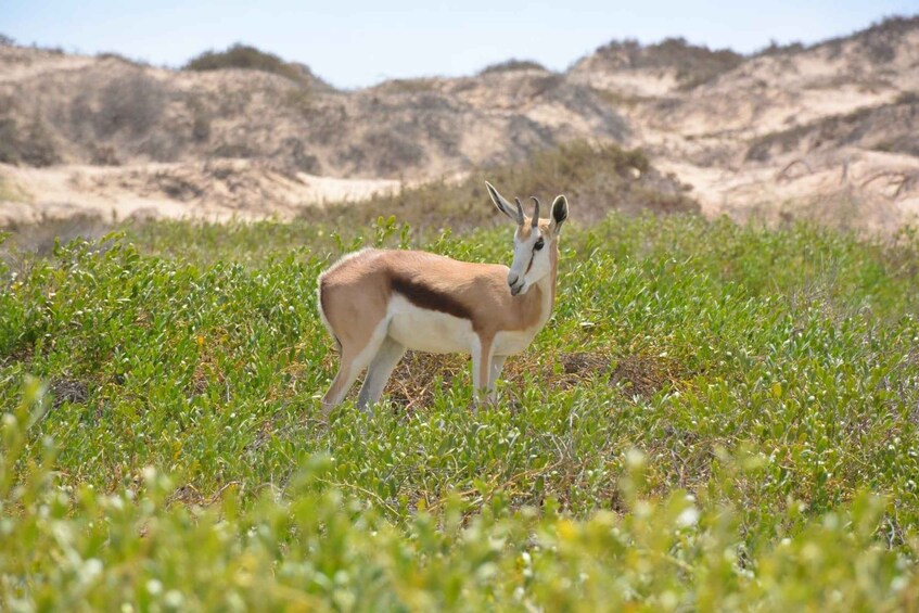 A gazelle standing in a grassy field with hills in the background. 4
