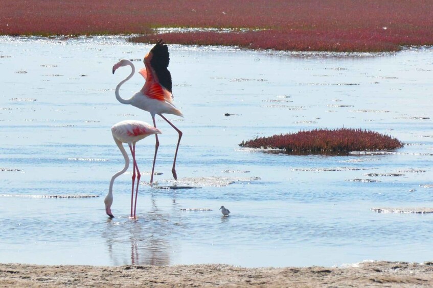 Two flamingos standing in shallow water with a small island in the background. 1