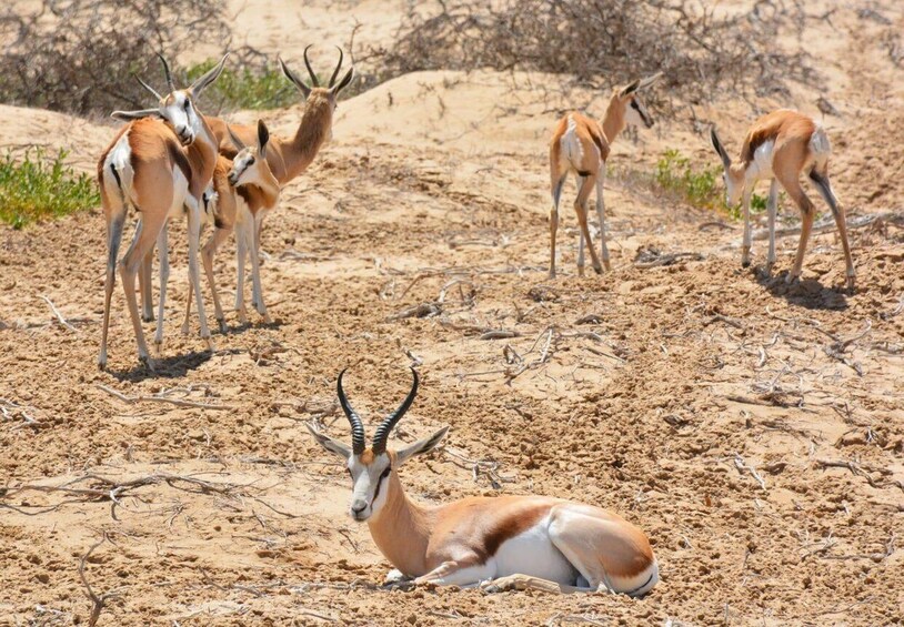A group of antelopes in a desert landscape. 2