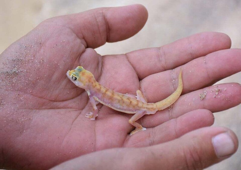 A small lizard on a human hand. 5