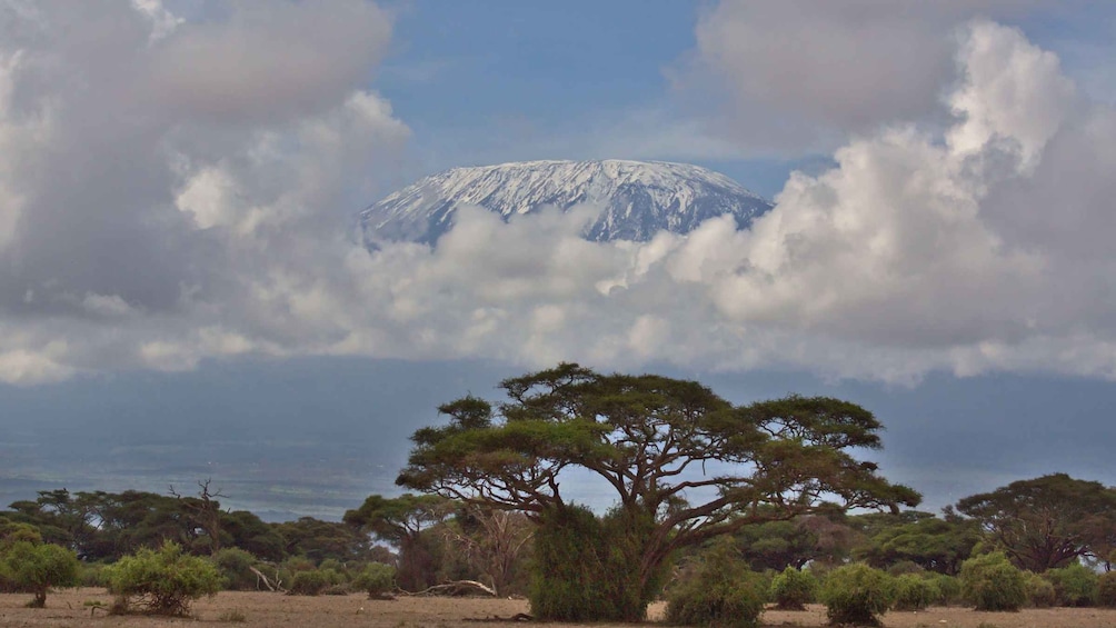 A snow-capped mountain, a clear sky, and a savanna landscape with scattered trees. 1