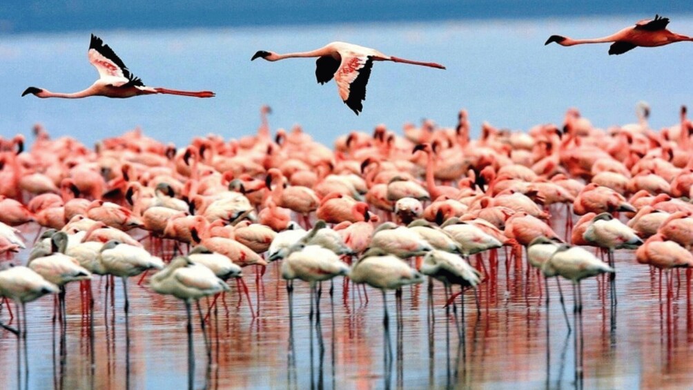 Picture 8 for Activity Arusha: 5-Day Safari to Tarangire, Serengeti, and Ngorongoro 2
