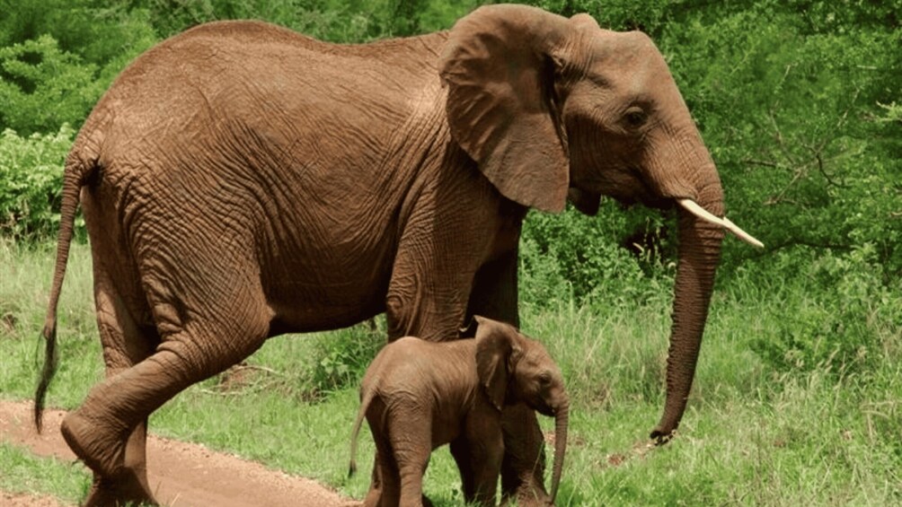 Picture 5 for Activity Arusha: 5-Day Safari to Tarangire, Serengeti, and Ngorongoro 3
