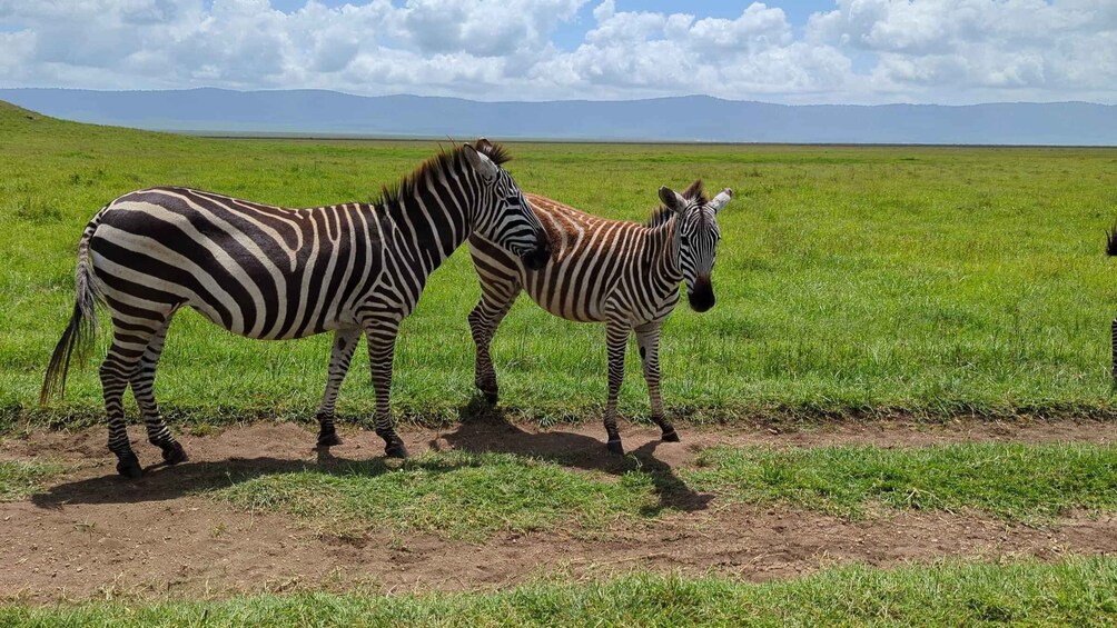 Two zebras standing in a grassy field with a mountain range in the background. 4