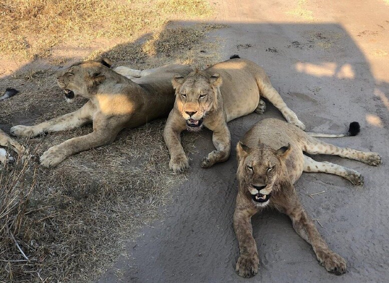 Picture 3 for Activity Serengeti Wildlife Day Safari from Mwanza via Ndabaka Gate 5