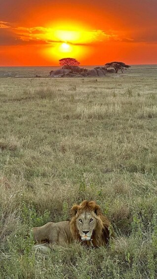 Serengeti Wildlife Day Safari from Mwanza via Ndabaka Gate 1