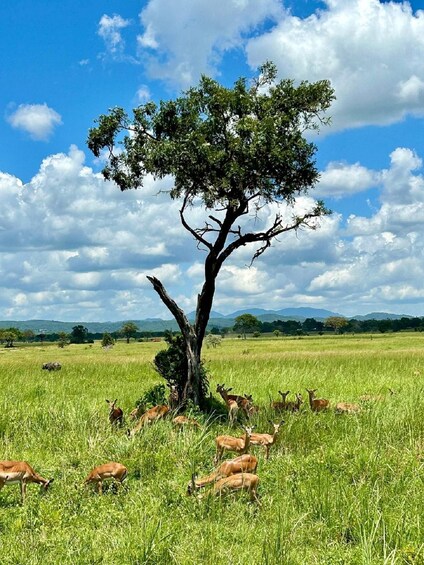 Picture 4 for Activity Serengeti Wildlife Day Safari from Mwanza via Ndabaka Gate 4
